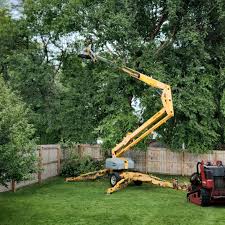 Tree and Shrub Care in Broadlands, VA