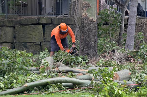 Broadlands, VA Tree Removal Company